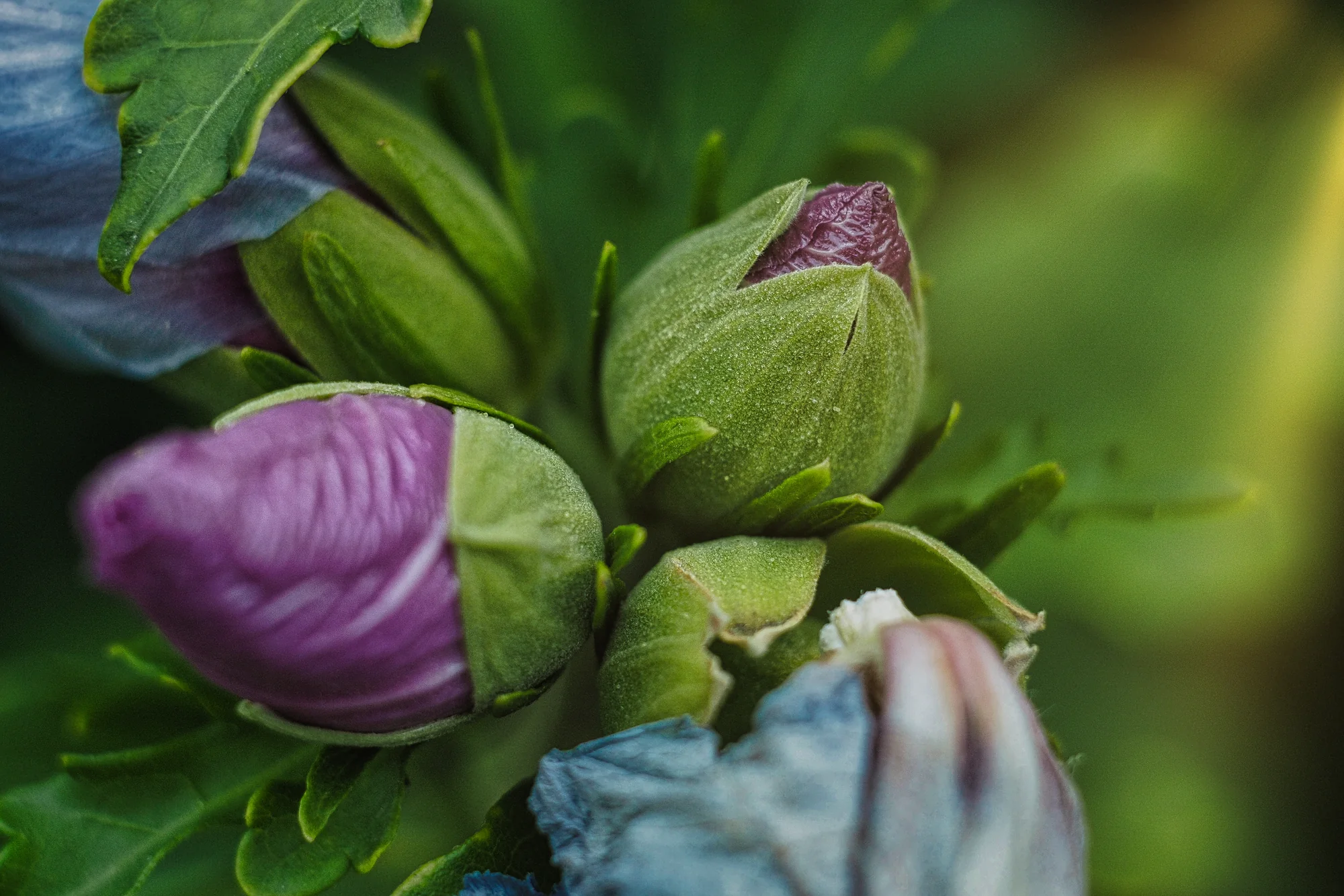 Makrostudie einer violetten Blütenknospe und weicher Naturtexturen